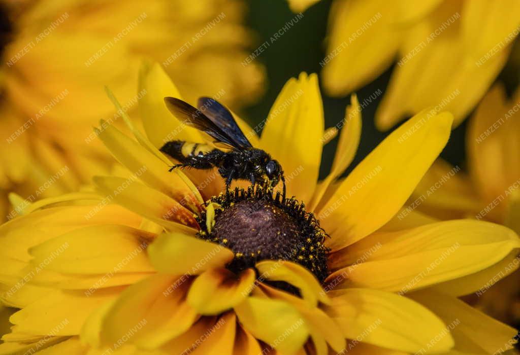 Természet - Budapest - Darázs