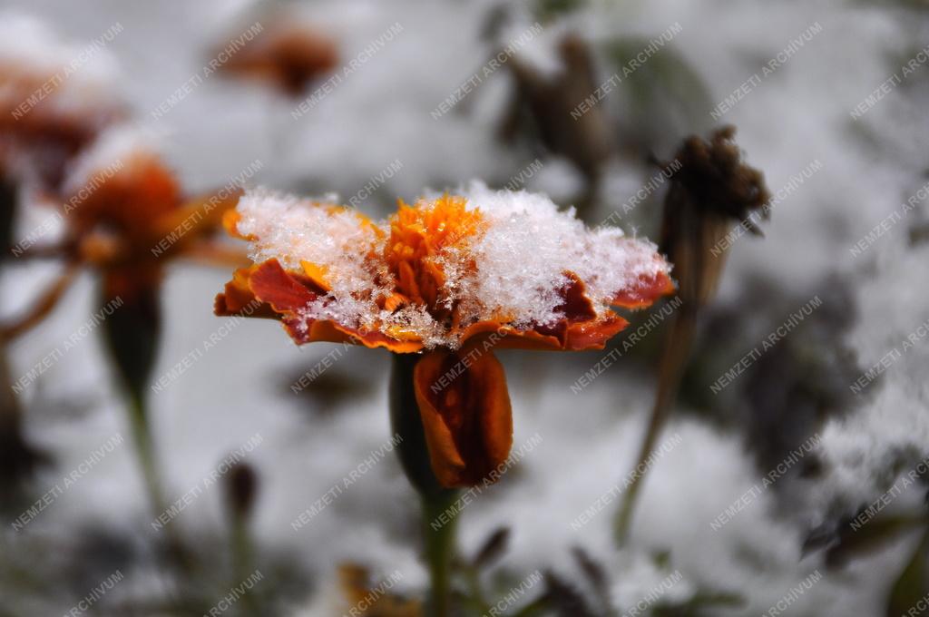 Időjárás - Tél - Behavazott virág