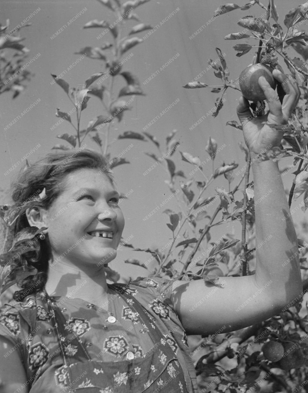 Alma és szőlőszüret