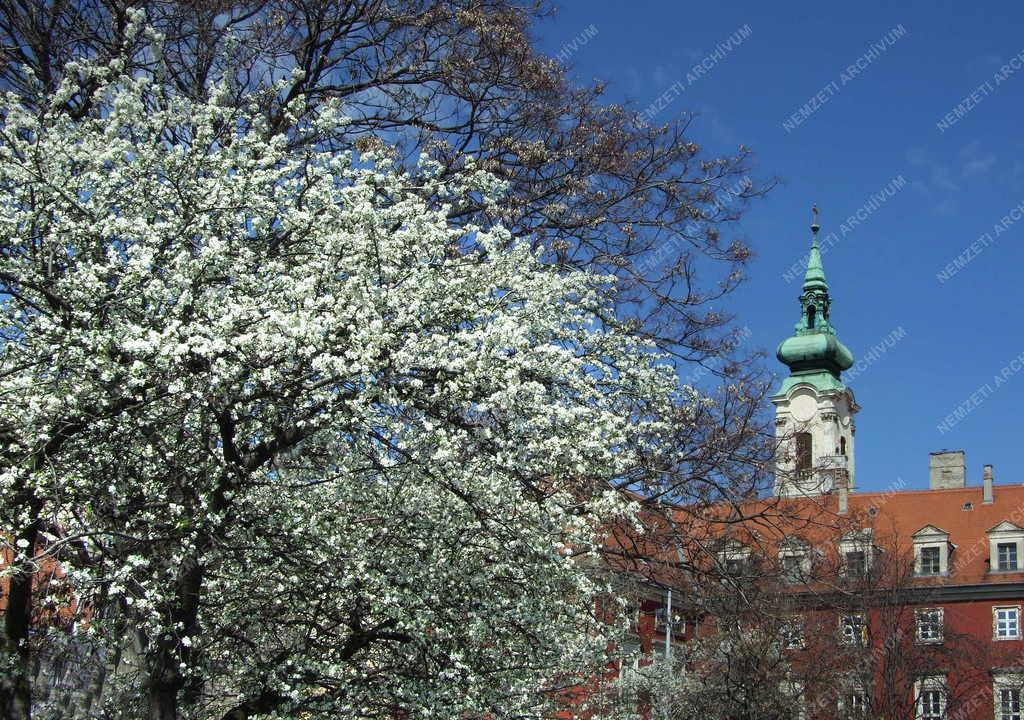 Évszak - Tavasz - Virágoznak a díszfák a Batthyány téren