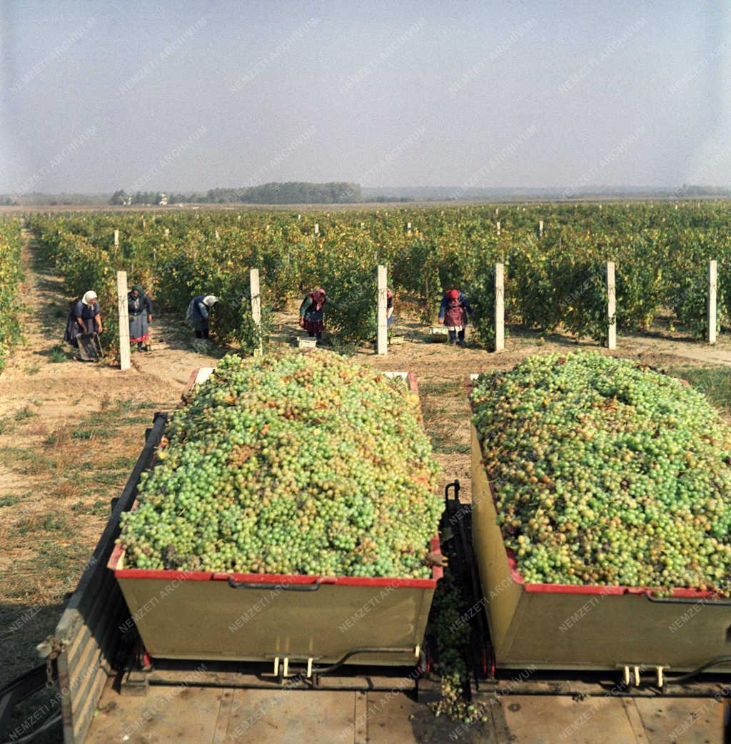 Mezőgazdaság - Hosszúhegyi Állami Gazdaság 