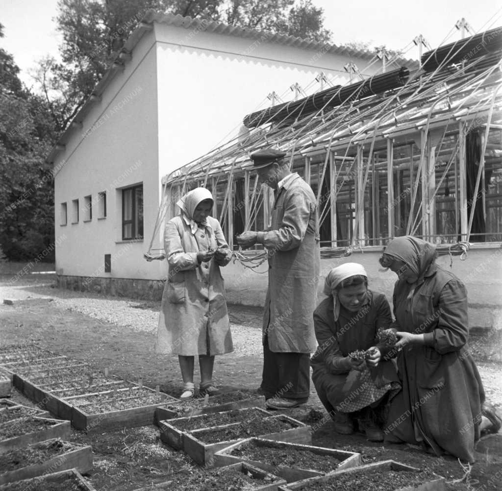 Tudomány - Martonvásári Mezőgazdasági Kutatóintézet