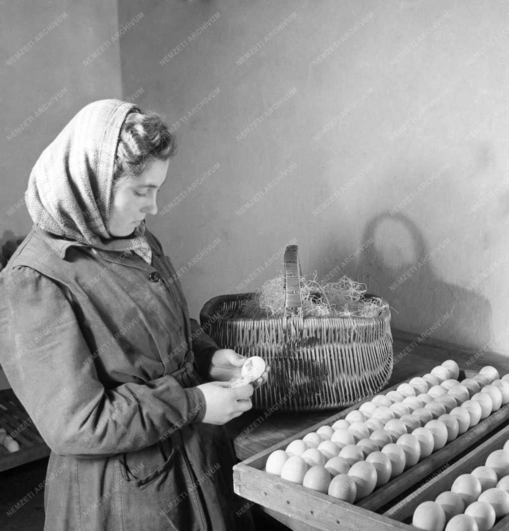 Mezőgazdaság - Baromfitenyésztés - Tenyésztojások