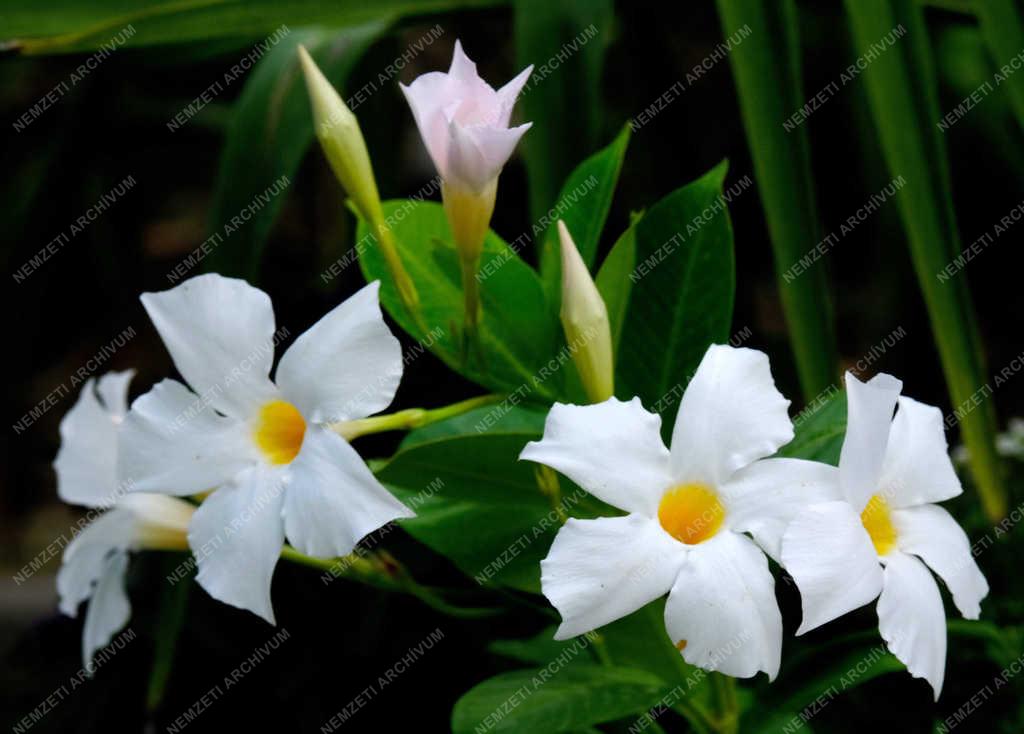 Természet - Verőce - Tölcsérjázmin 