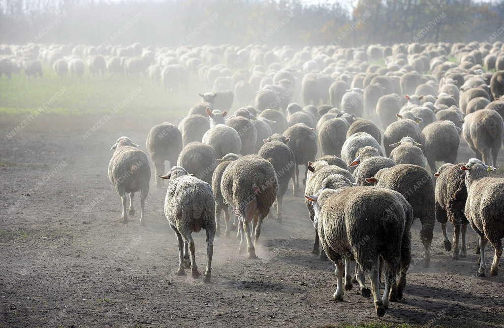 Állattenyésztés - Hortobágy - Őszi legeltetés 