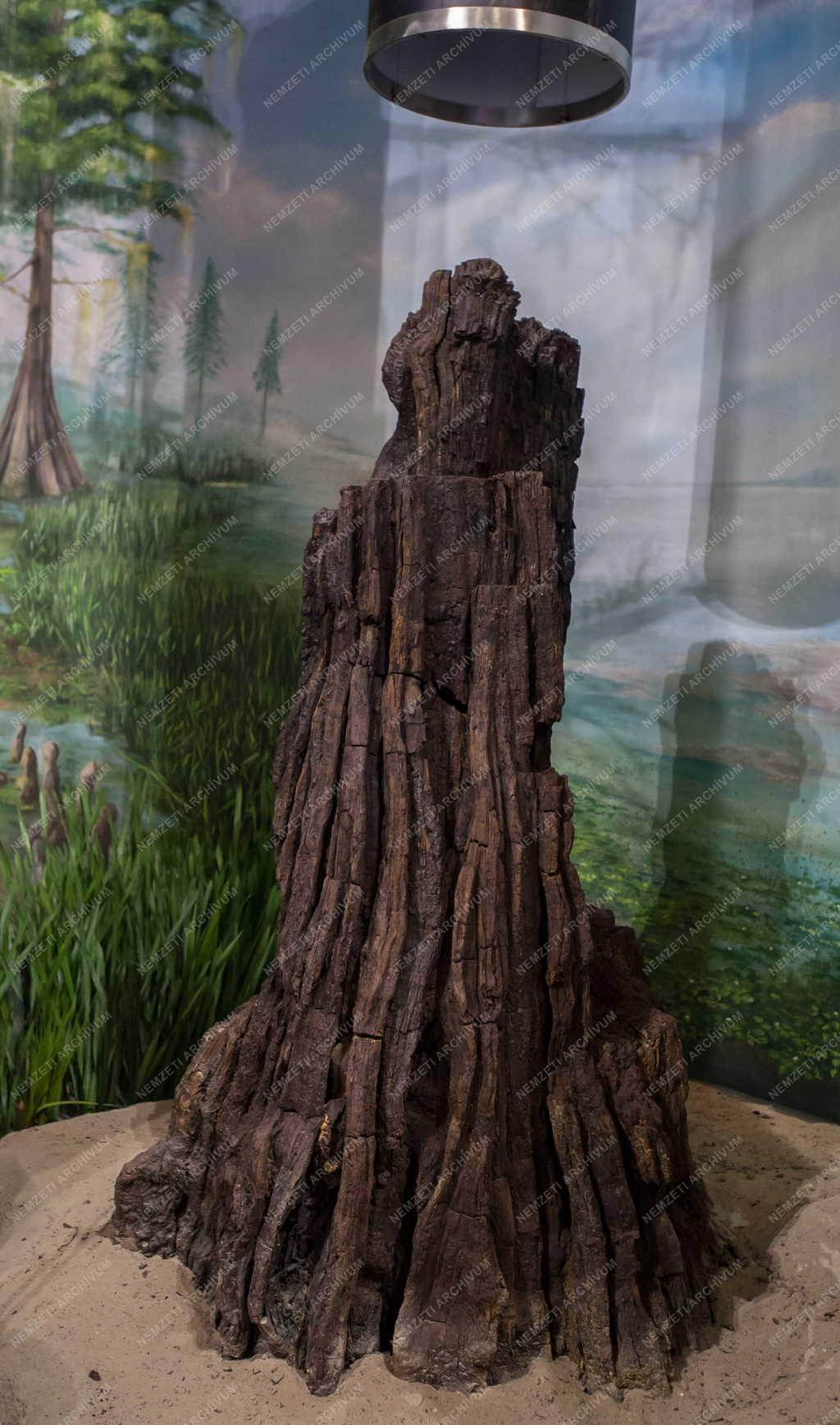 Kultúra - Miskolc - Új kiállítóhely - Pannon-tenger Múzeum