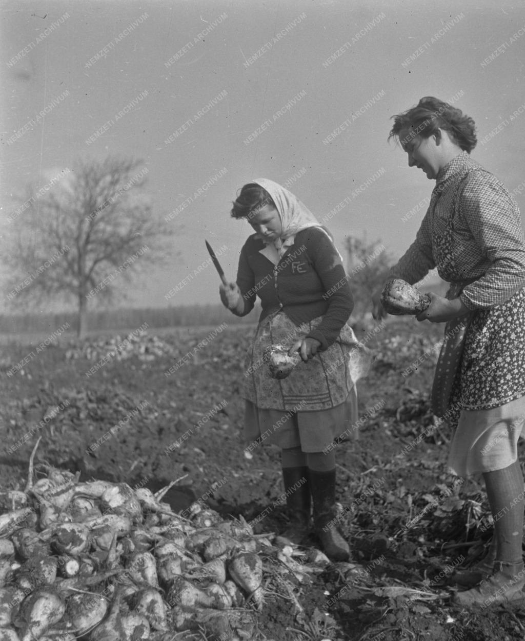 Mezőgazdaság - Cukorrépaszedés a Soproni Állami Gazdaságban