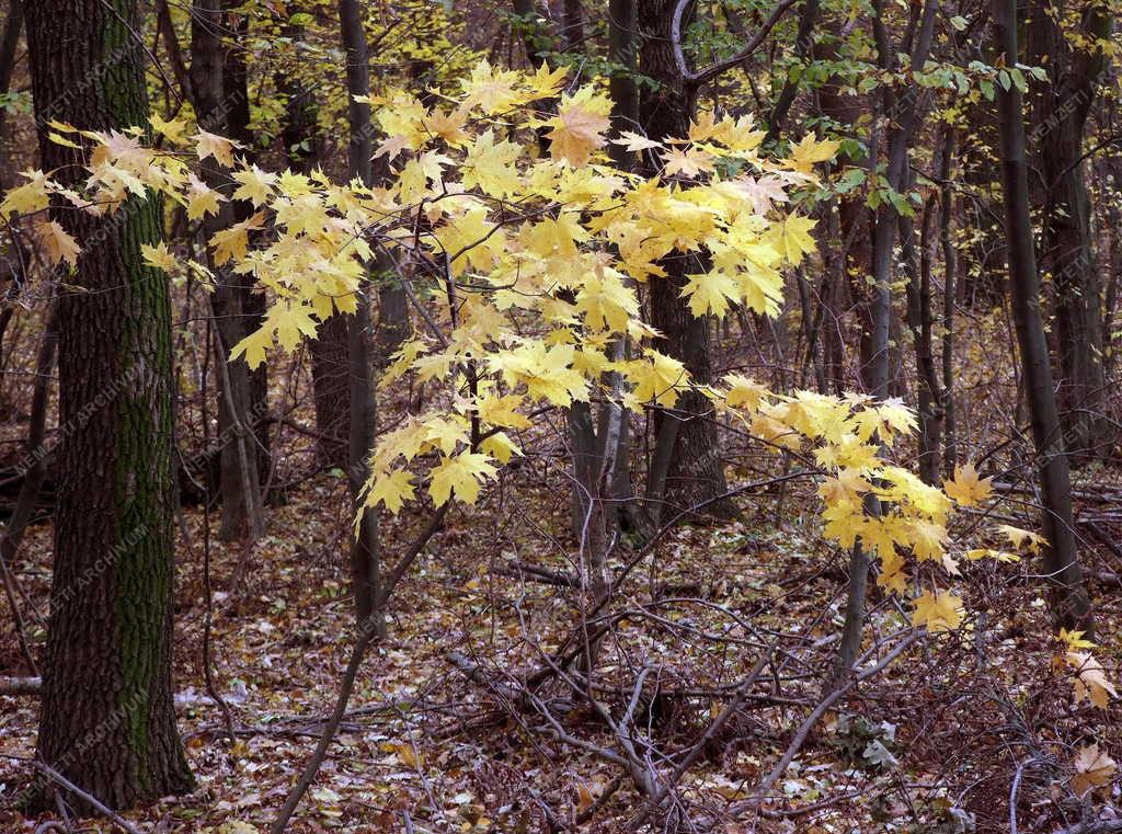 Természet - Őszi erdő - Sárguló levelű fák