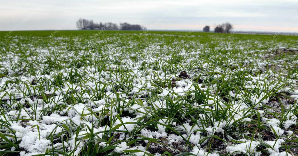 Mezőgazdaság - Telelő gabonák