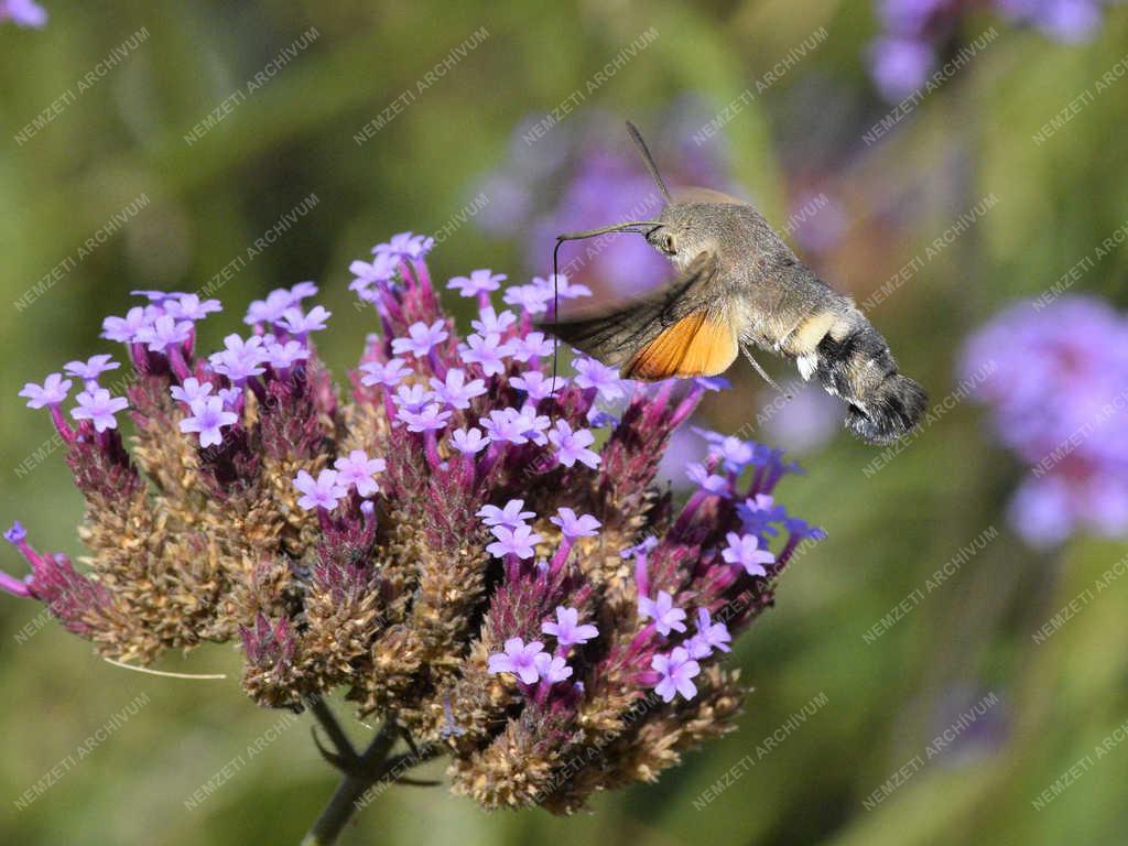 Természet - Budapest - Szenderlepke