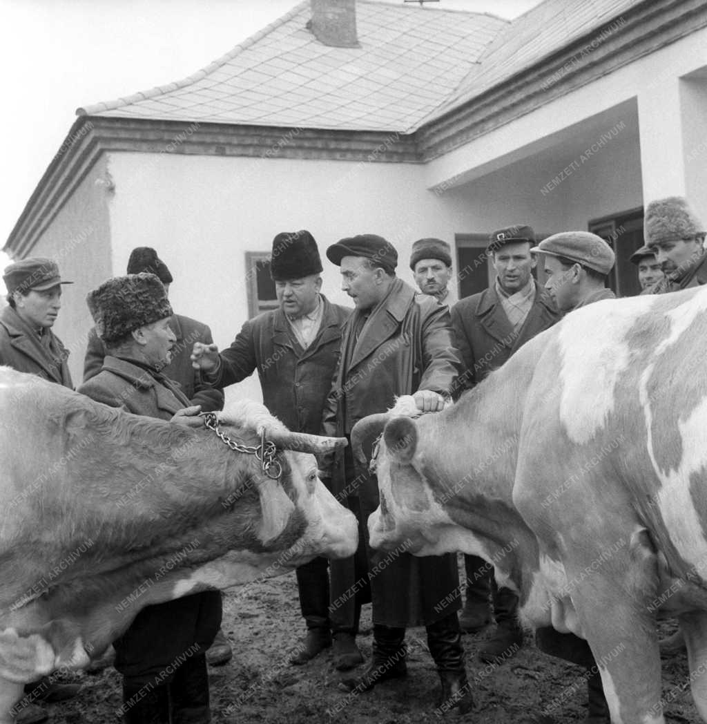 Mezőgazdaság - Új tagok a Héderváry Rózsa Ferenc Tsz-ben