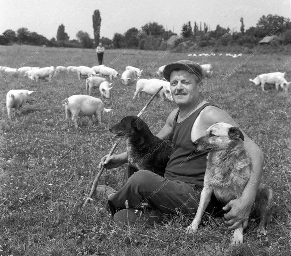 Mezőgazdaság - Állattenyésztés Siófokon