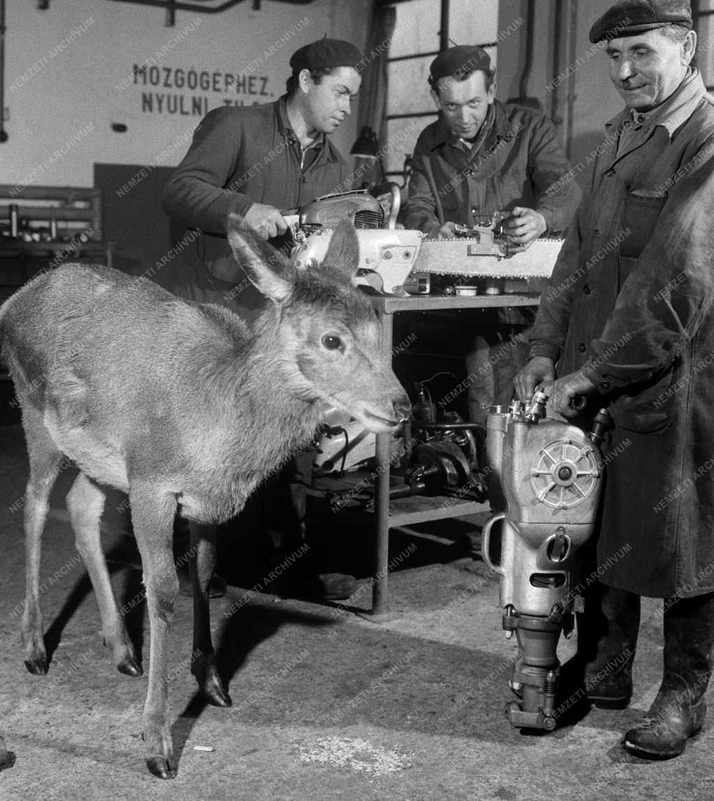 Erdőgazdálkodás - A Magasbakonyi Erdőgazdaság pápai műszaki erdészete