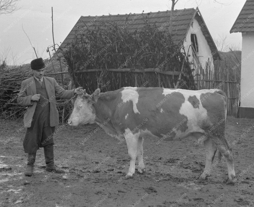 Tehenek, vegyes, tánc