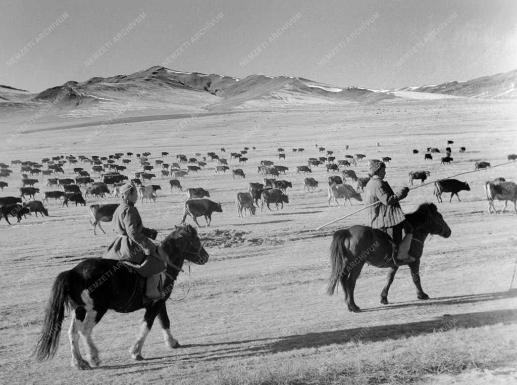 Mezőgazdaság - Mongólia - Tehéncsorda Batszumber falunál