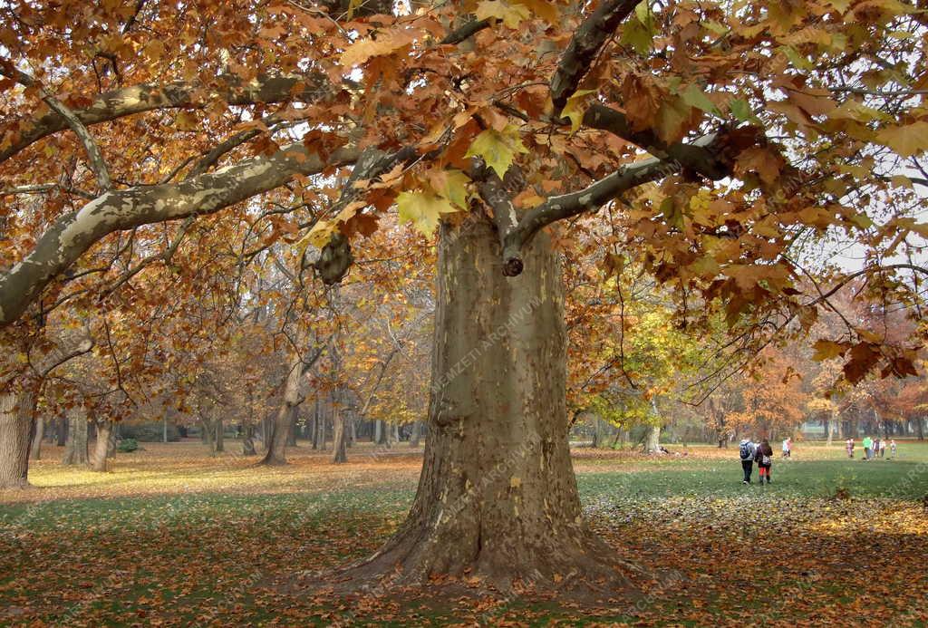 Természet - Park - Ősz a Margitszigeten