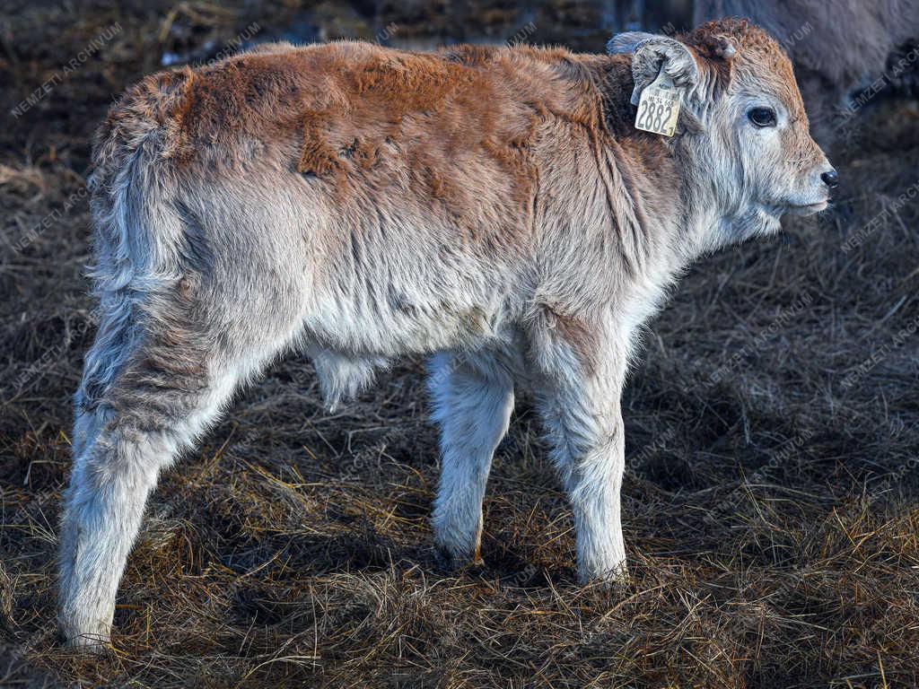 Állattartás - Hortobágy - Születnek a magyar szürkemarha borjak 