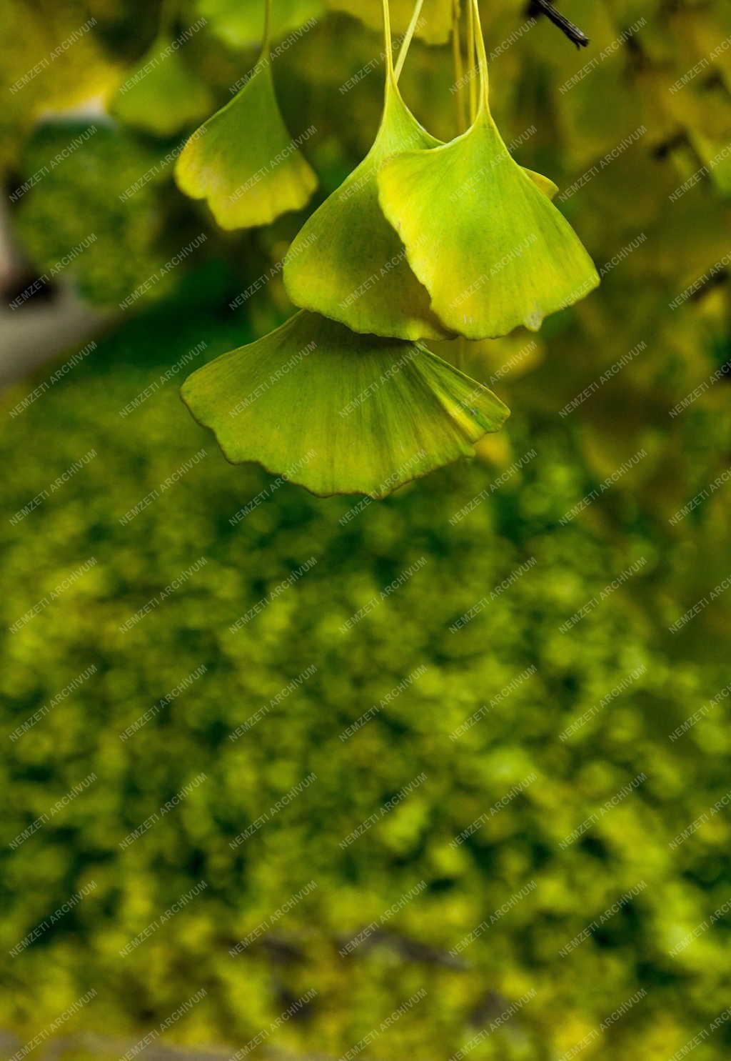 Természet - Páfrányfenyő