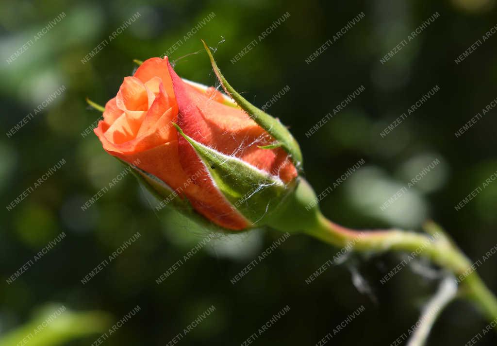 Természet - Budapest - Margitsziget