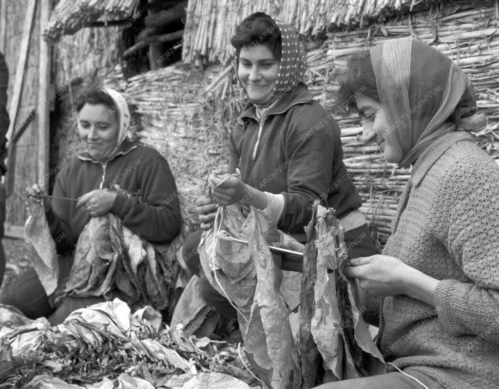 Mezőgazdaság - Dohánytermesztés a mezőkeresztesi Arany Kalász Tsz-ben