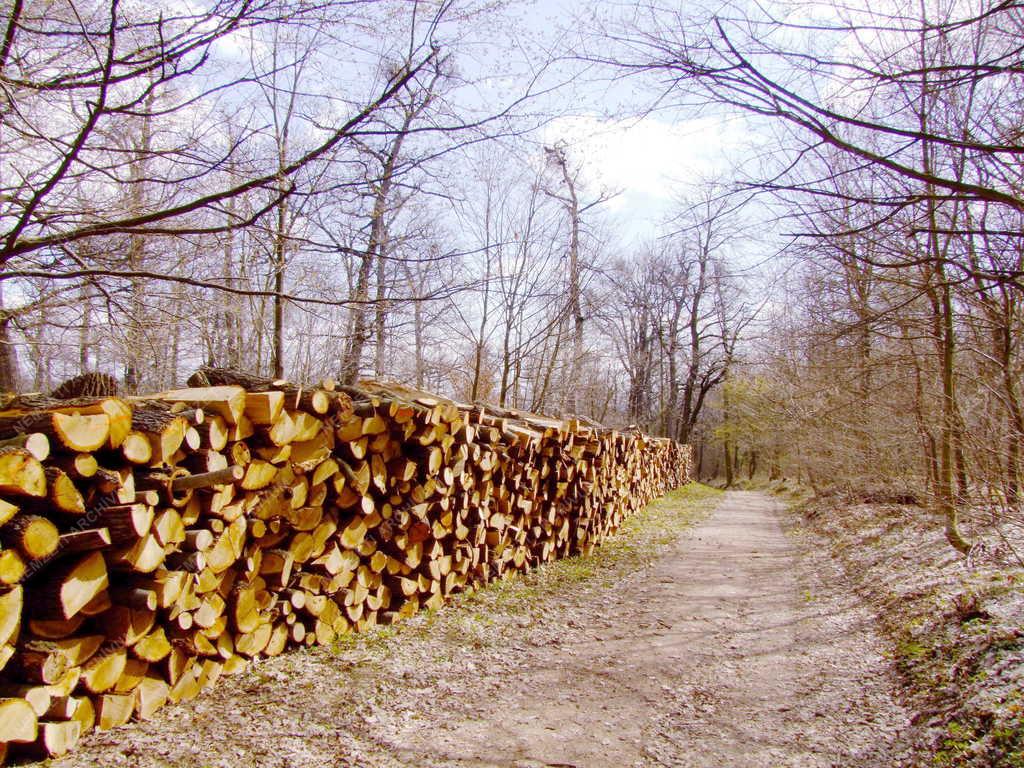 Természet - Erdő
