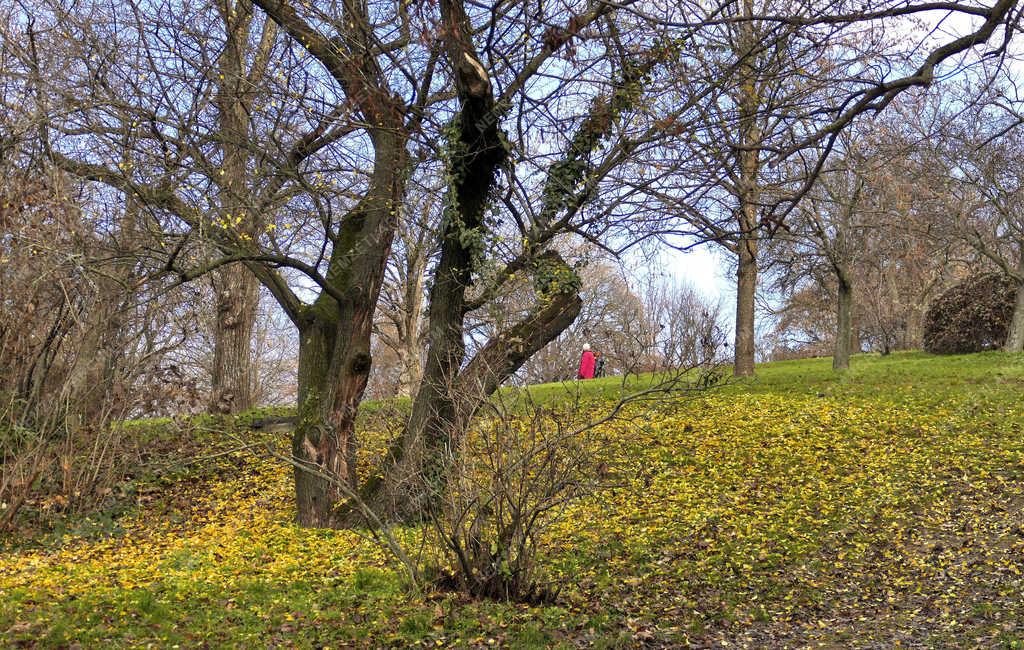 Természet - Budapest - Késő ősz a Gellért-hegy parkjában