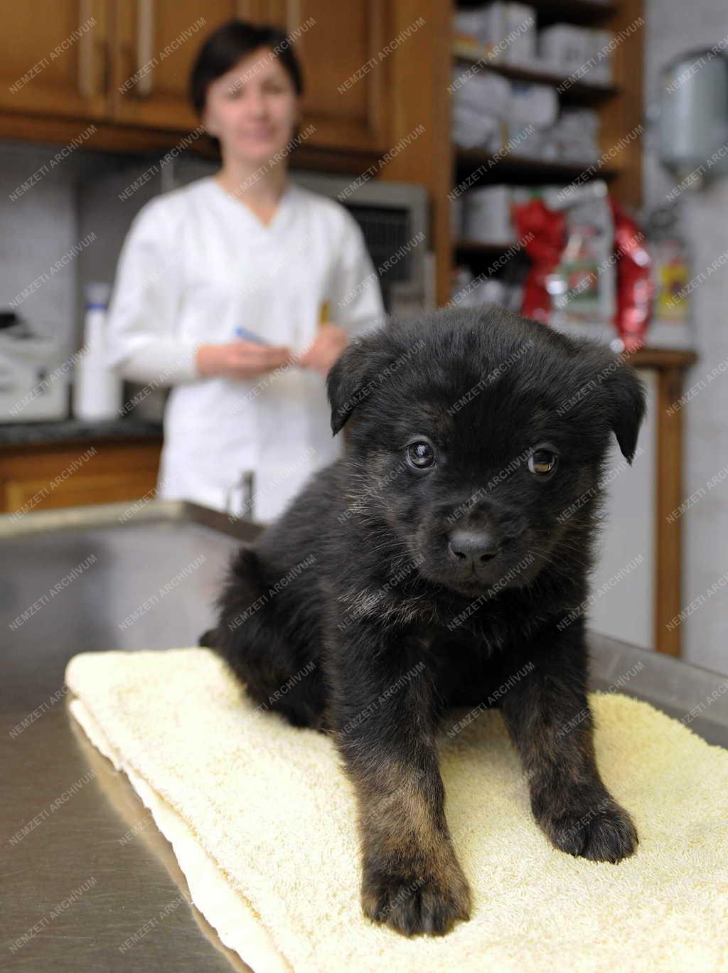 Állattartás - Azonosító chip a kutyáknak