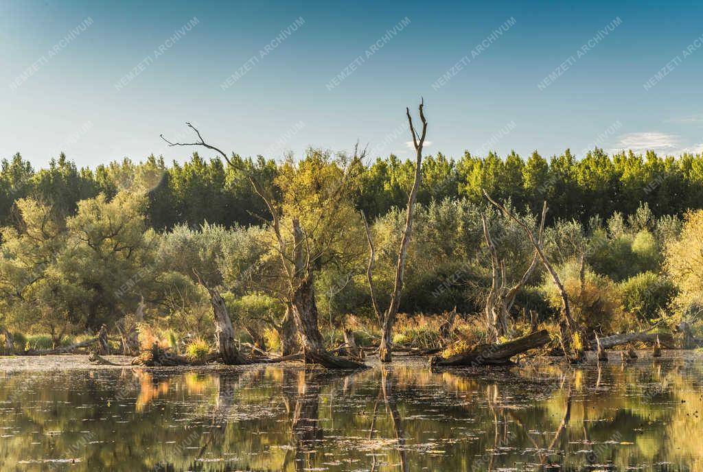 Természet - Tiszaalpár - Holt-Tisza 