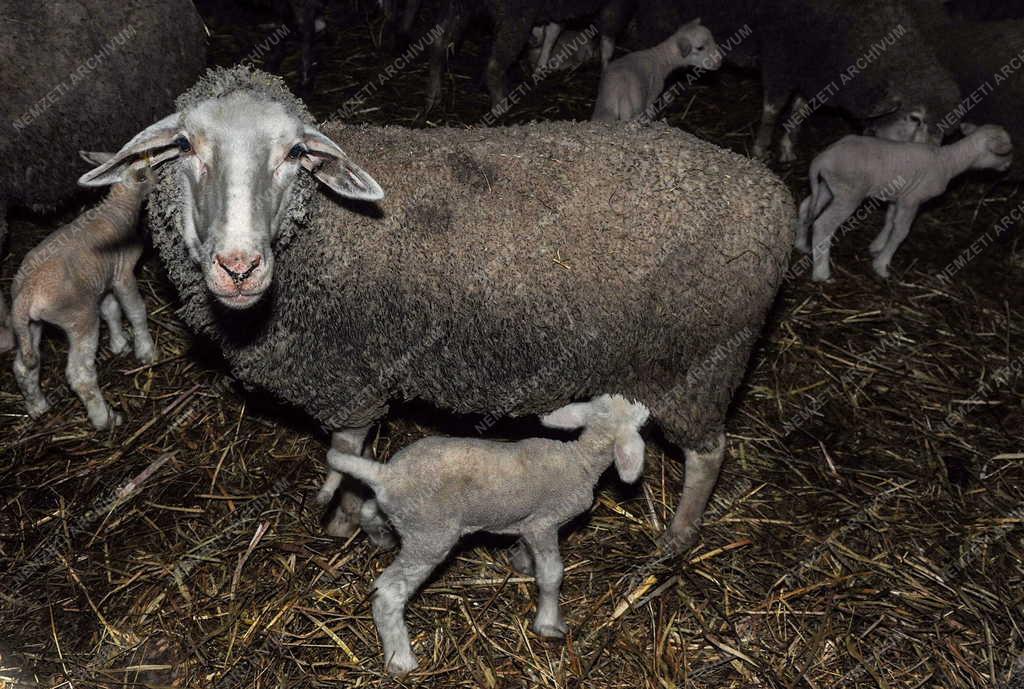 Állattenyésztés - Hortobágy - Születnek a húsvéti bárányok