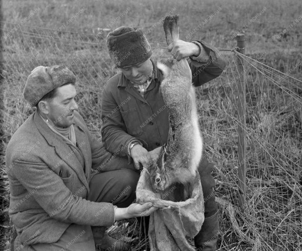 Vadászat - Megkezdték az élővad befogást Szolnok megyében