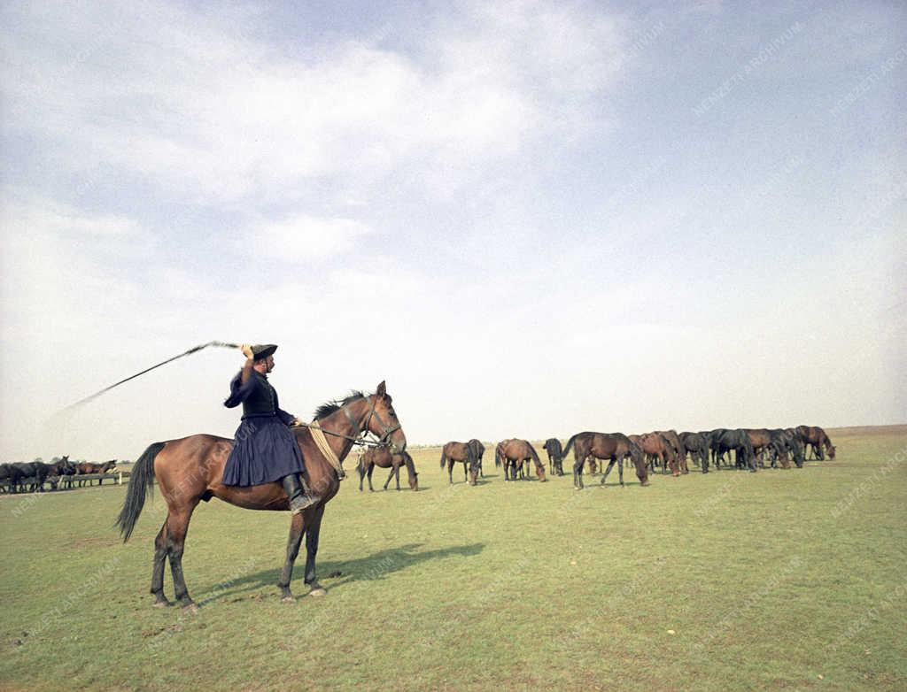 Életkép - Tájkép - Hortobágy