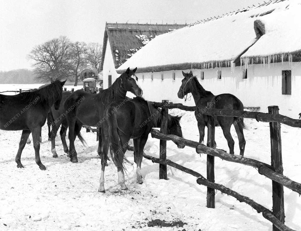 Tájkép – Bugacpuszta télen