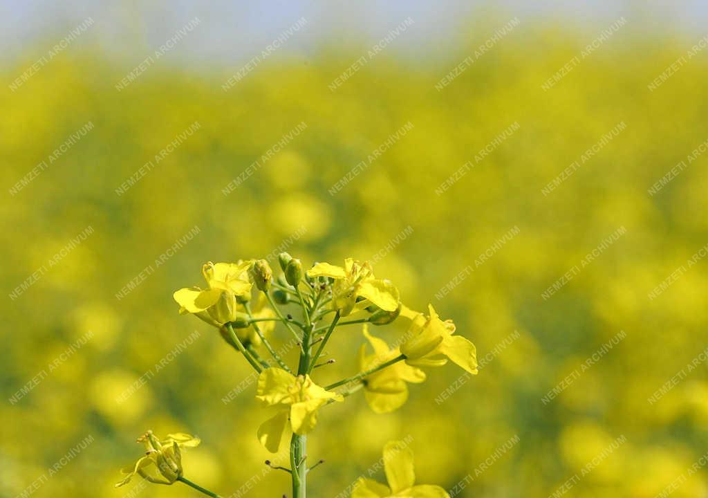 Mezőgazdaság - Hajdúszovát - Virágzik a repce 