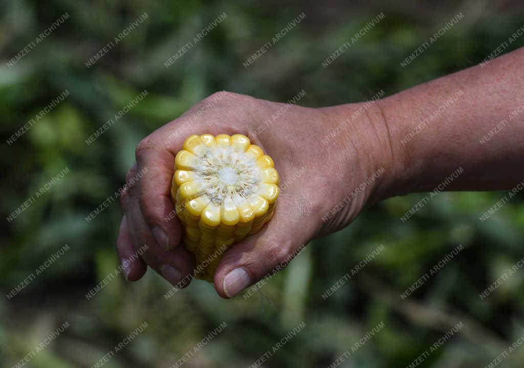 Mezőgazdaság - Hajdúszovát - Csemegekukorica betakarítás