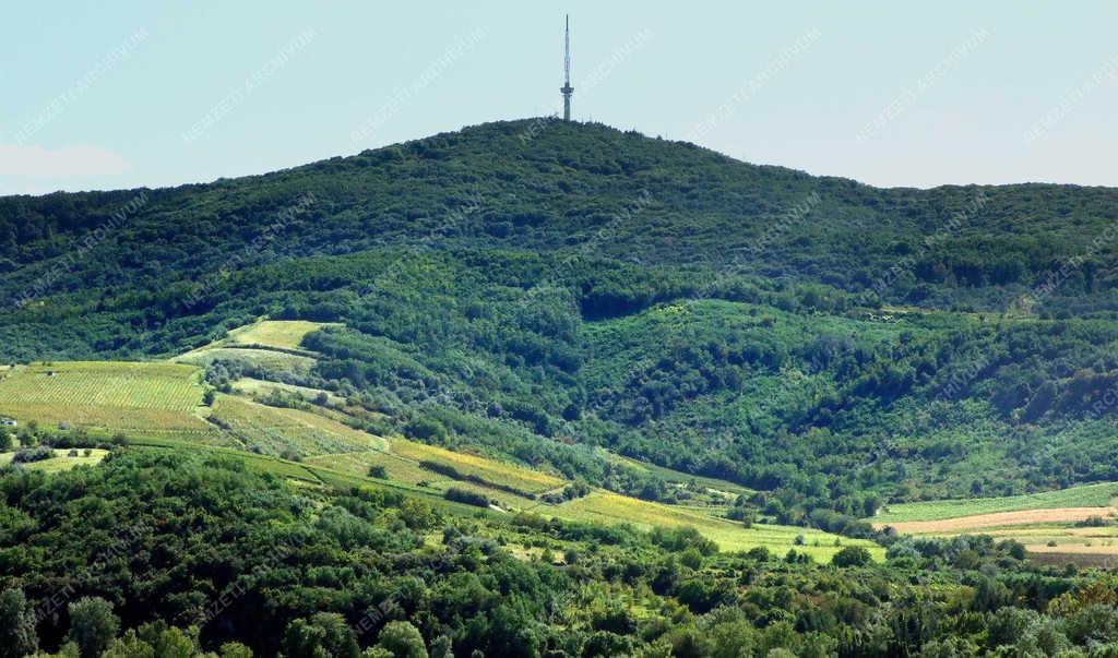 Tájkép - Tokaj - Tokaj-hegy szőlőtáblákkal