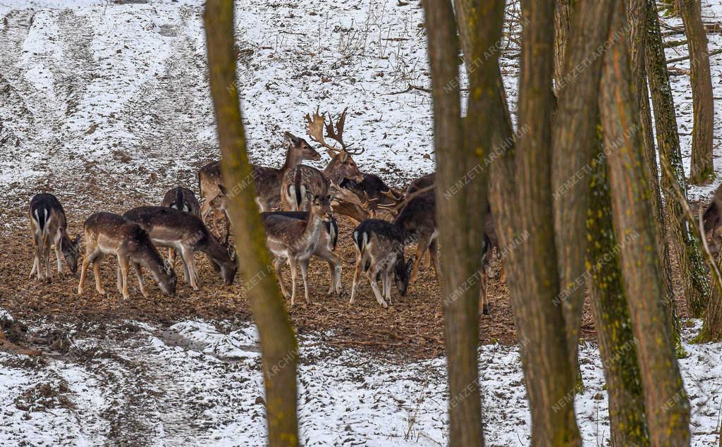 Vadgazdálkodás - Nyíradony - Dámvadak a téli erdőben