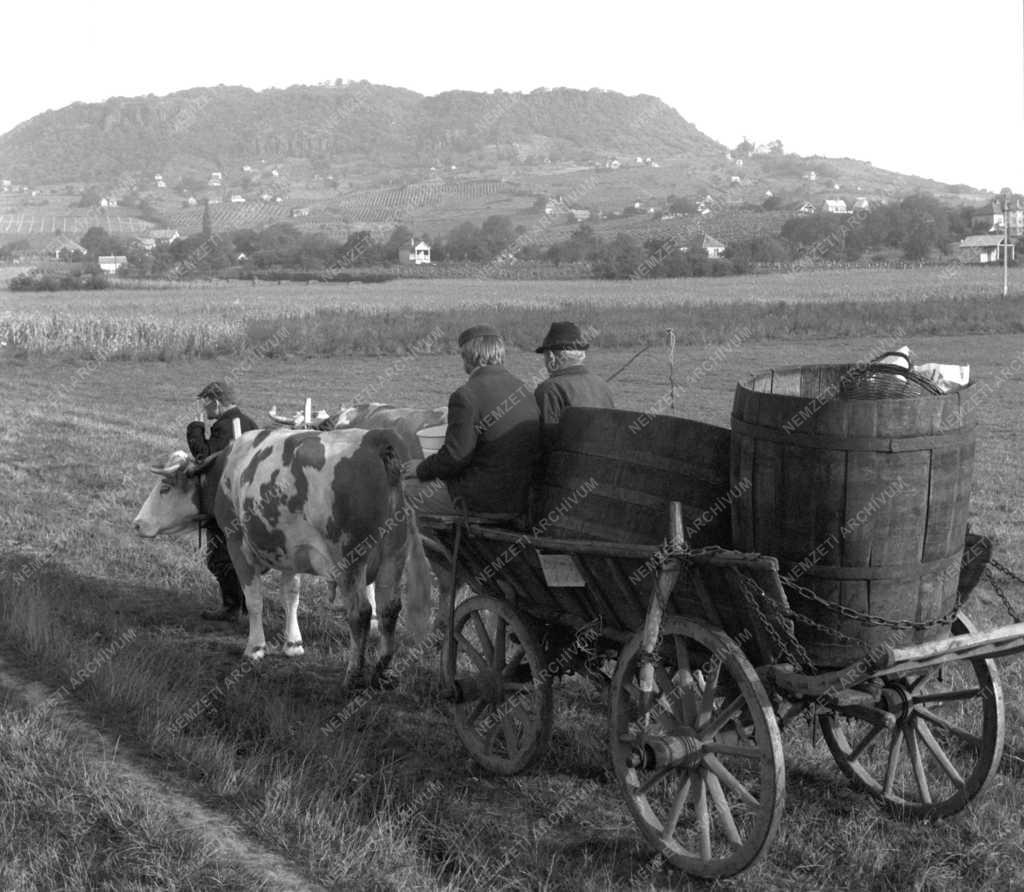 Mezőgazdaság - Szüret a Somlón