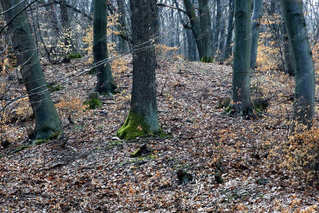 Természet - Komlóska - Tavaszi erdő Komlóska határában