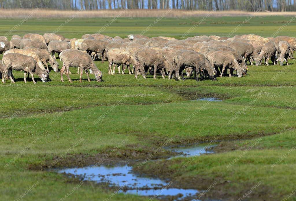 Állattenyésztés - Hortobágy - Megkezdődött a legeltetés 