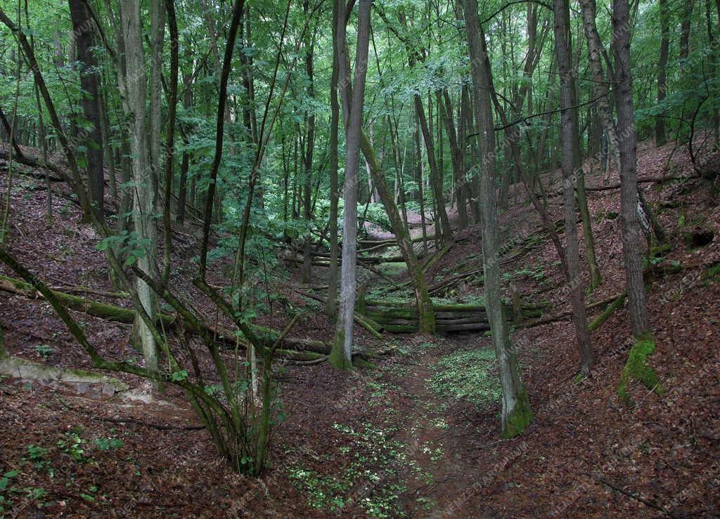 Természet - Ipolytarnóc - Erdőrészlet a nemzeti parkban