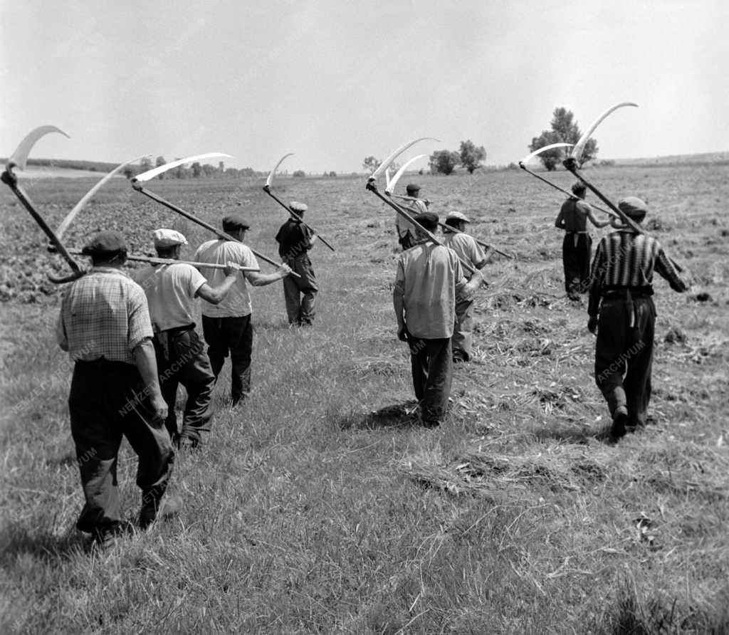 Mezőgazdaság - A pettendi Petőfi Tsz