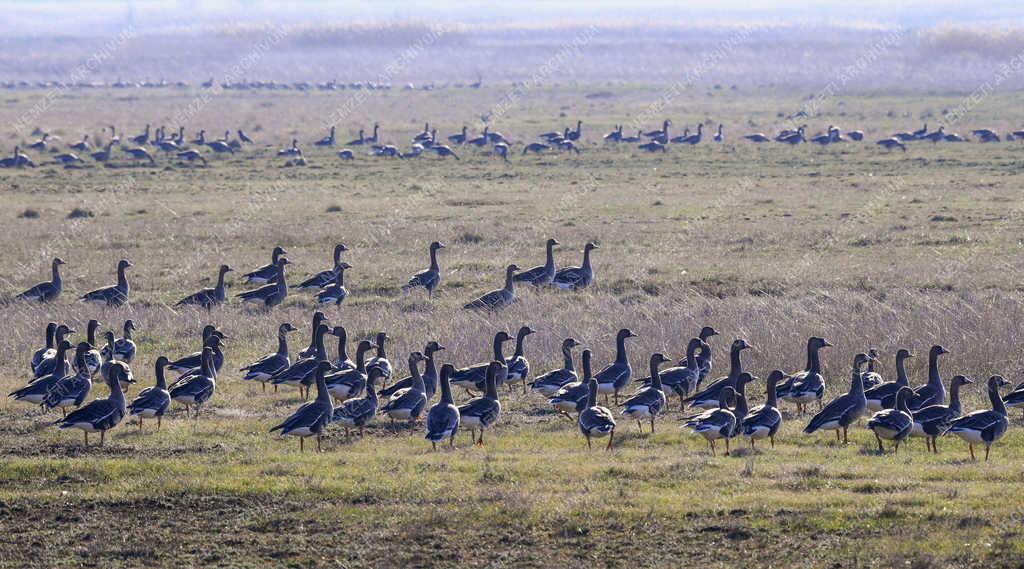 Természet - Hortobágy - Madárvonulás
