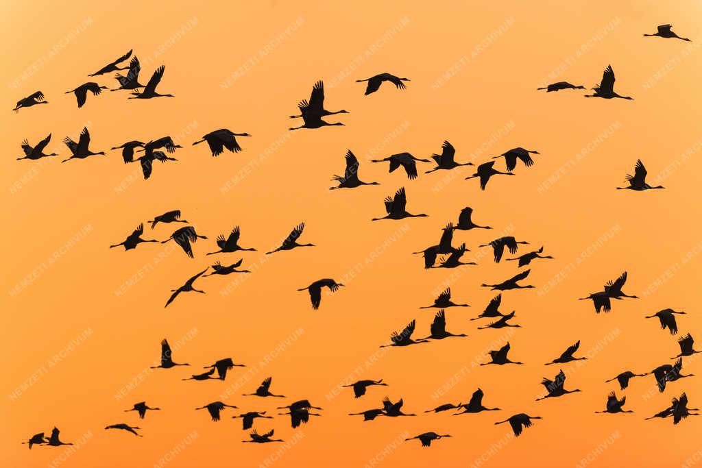 Természet - Hortobágy - Nemzeti Park