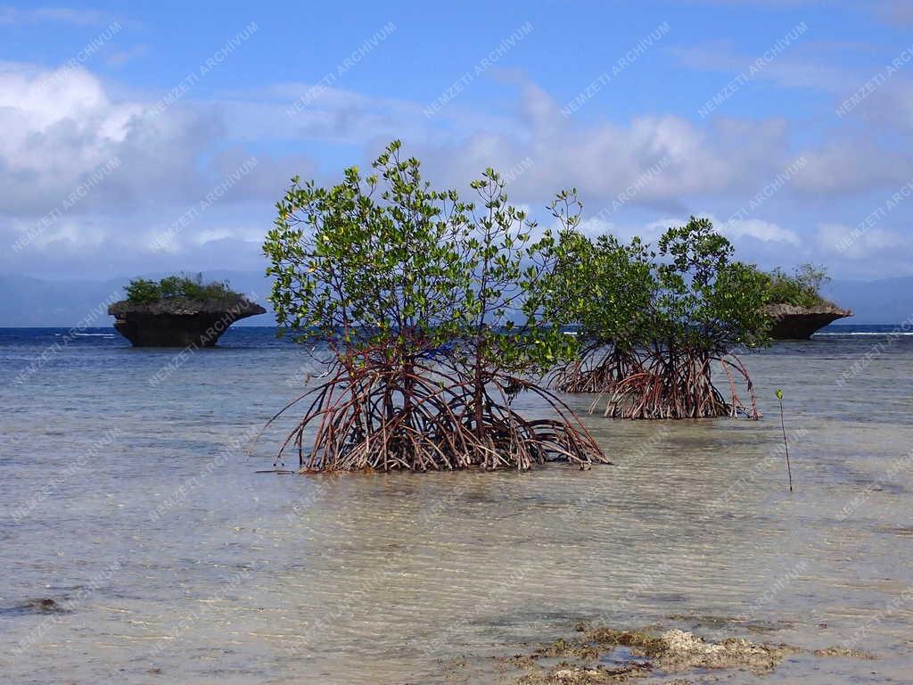 Fülöp-szigetek - Moalboal - Gombasziklák és mangrove