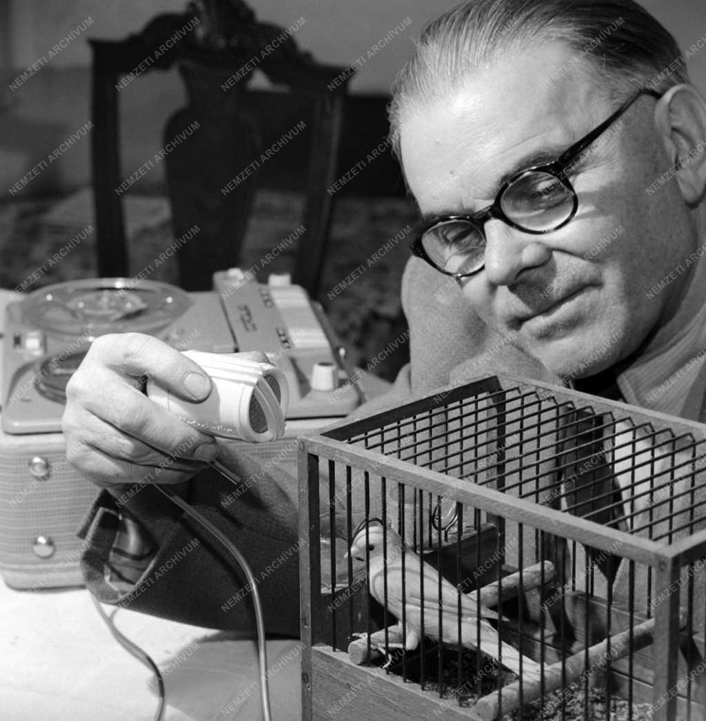 Érdekesség - Nemzetközi kanáriverseny és -kiállítás