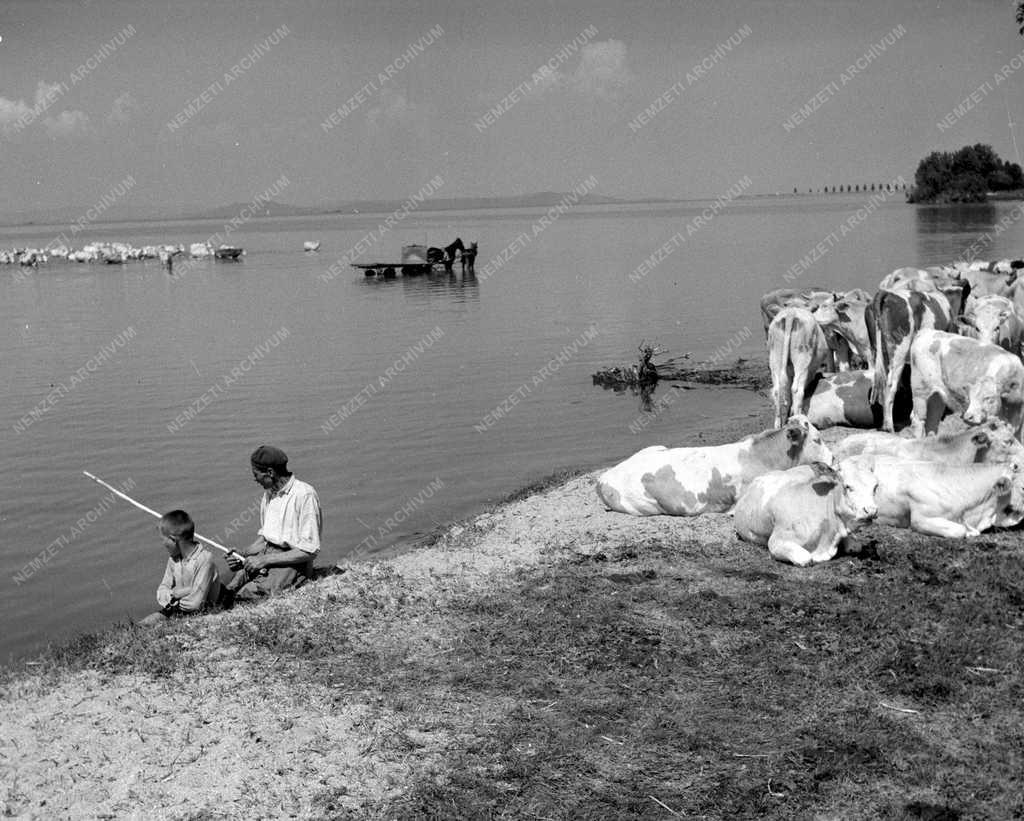 Életkép - Delelő gulya a Balatonnál