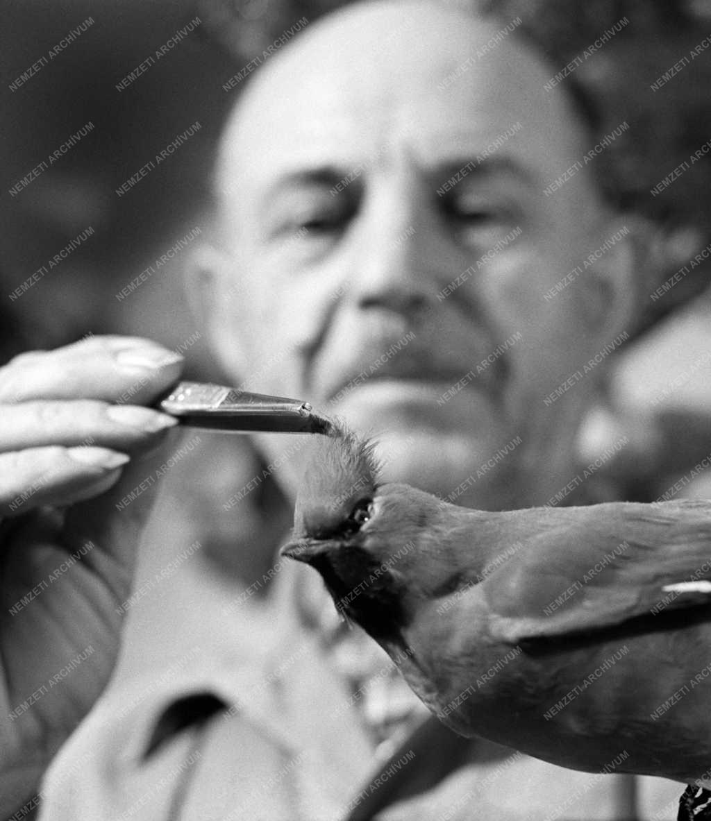 Természet - Foglalkozás - Simon Gábor preparátor