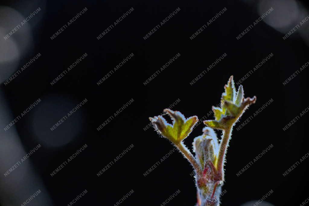 Természet - Tavasz - Rügyezés