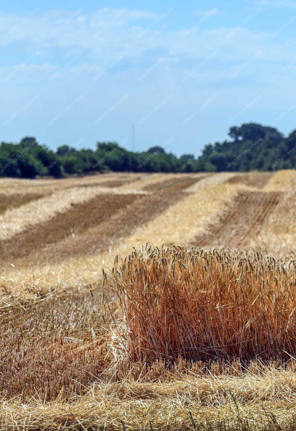 Mezőgazdaság - Aratják az őszi árpát Debrecennél