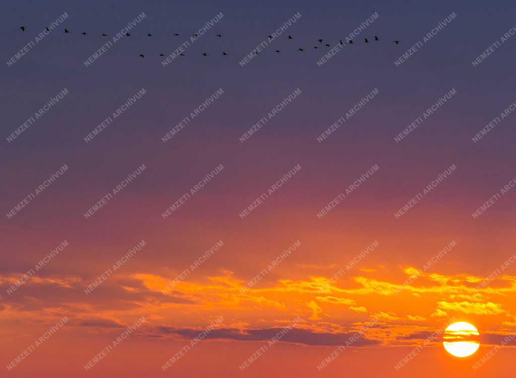 Természet - Hortobágy - Darvak vonulása 